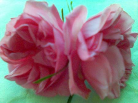 le rose de la vallé